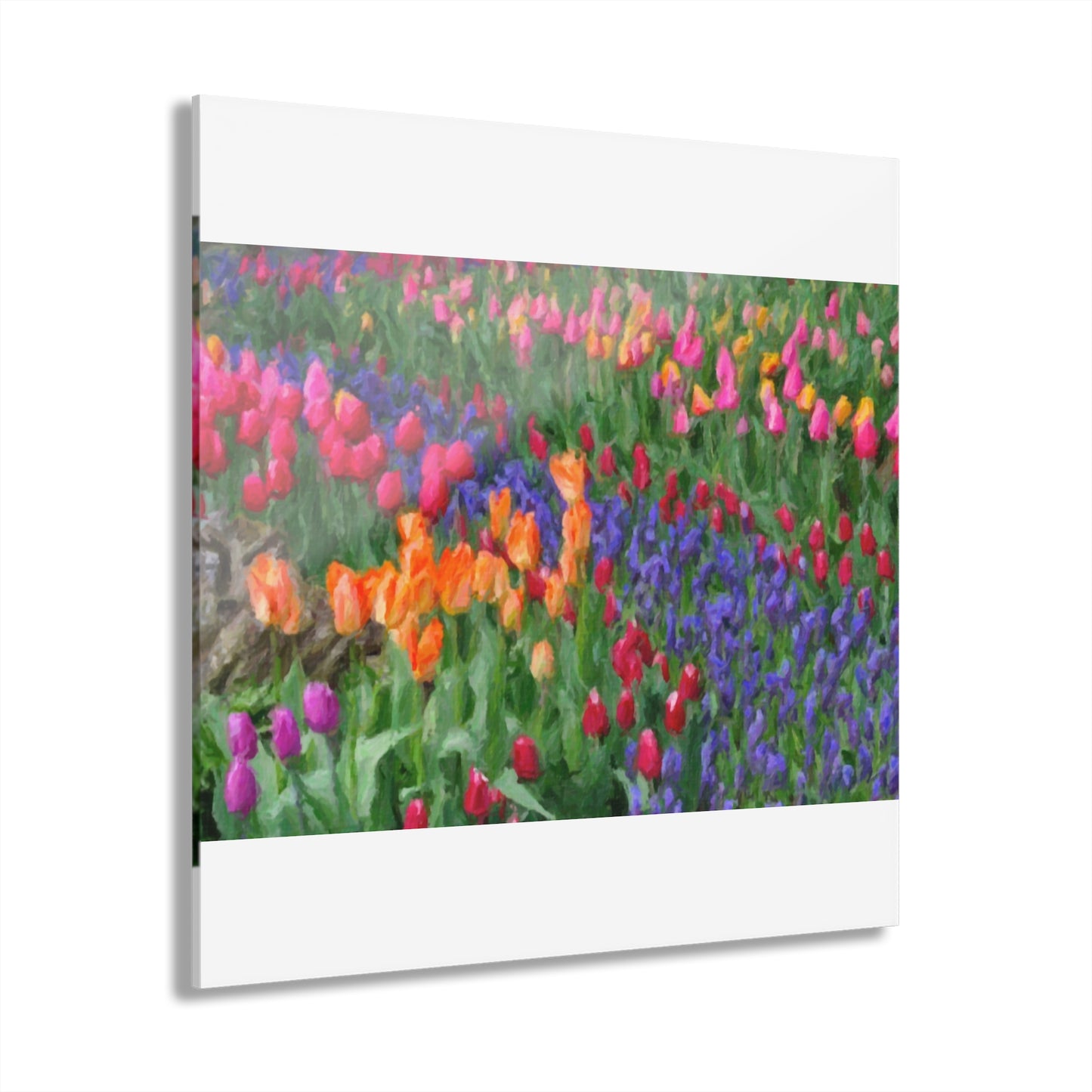 Acrylic Prints (French Cleat Hanging) ... Skagit Valley Tulips ... Skagit Valley, Washington ... Family Archives ... Original Works ... Circa 1980's ...