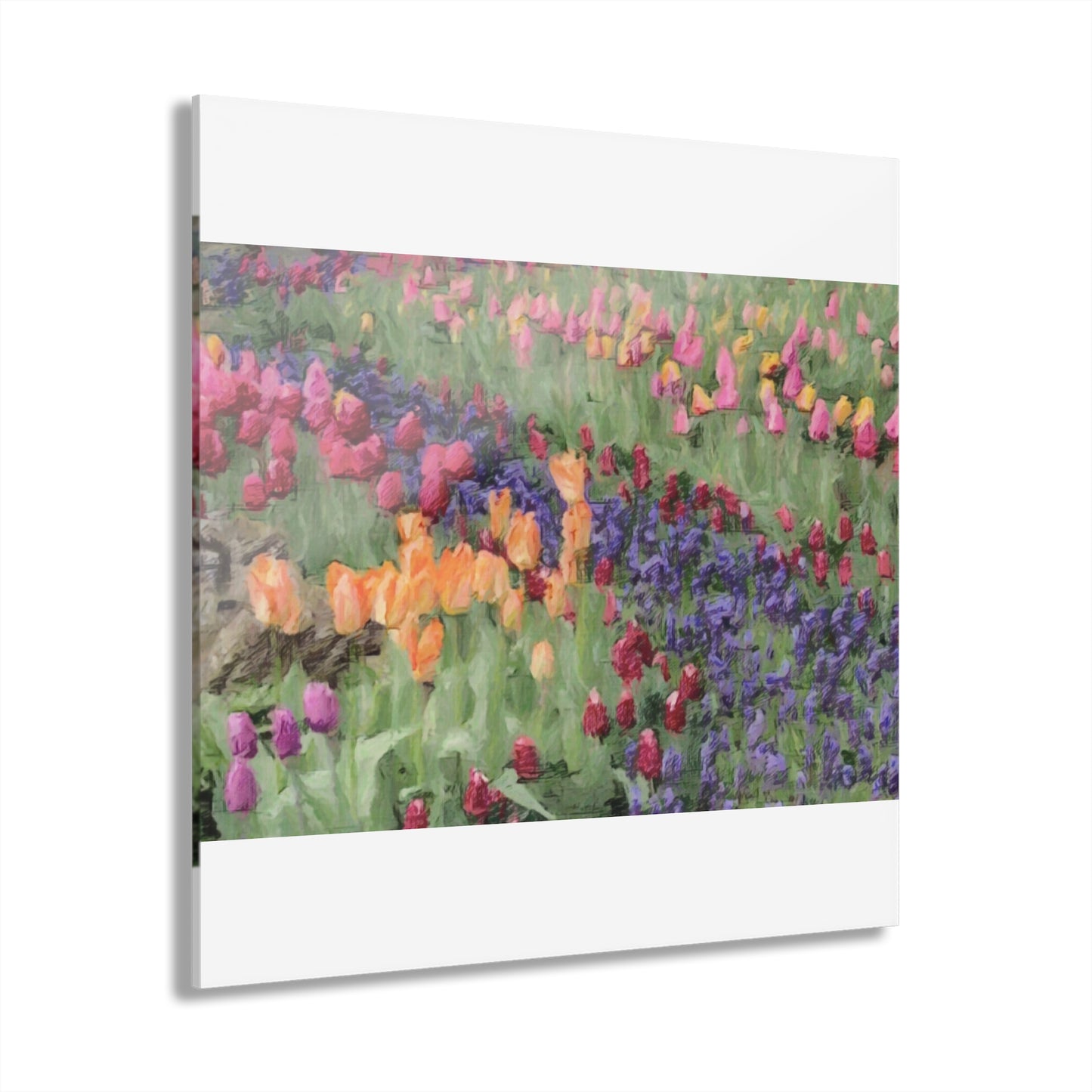 Acrylic Prints (French Cleat Hanging) ... Skagit Valley Tulips ... Skagit Valley, Washington ... Family Archives ... Original Works ... Circa 1980's ...