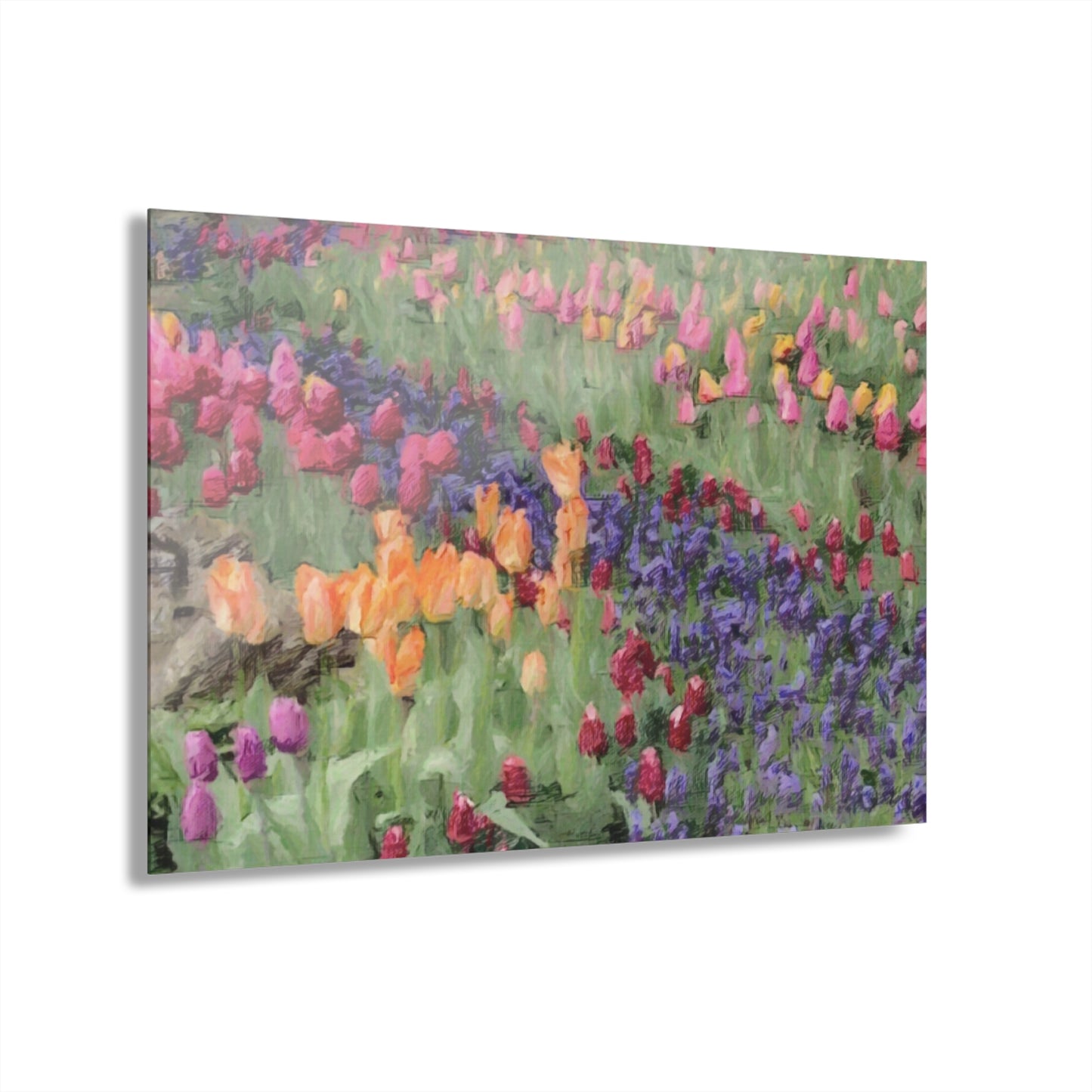 Acrylic Prints (French Cleat Hanging) ... Skagit Valley Tulips ... Skagit Valley, Washington ... Family Archives ... Original Works ... Circa 1980's ...