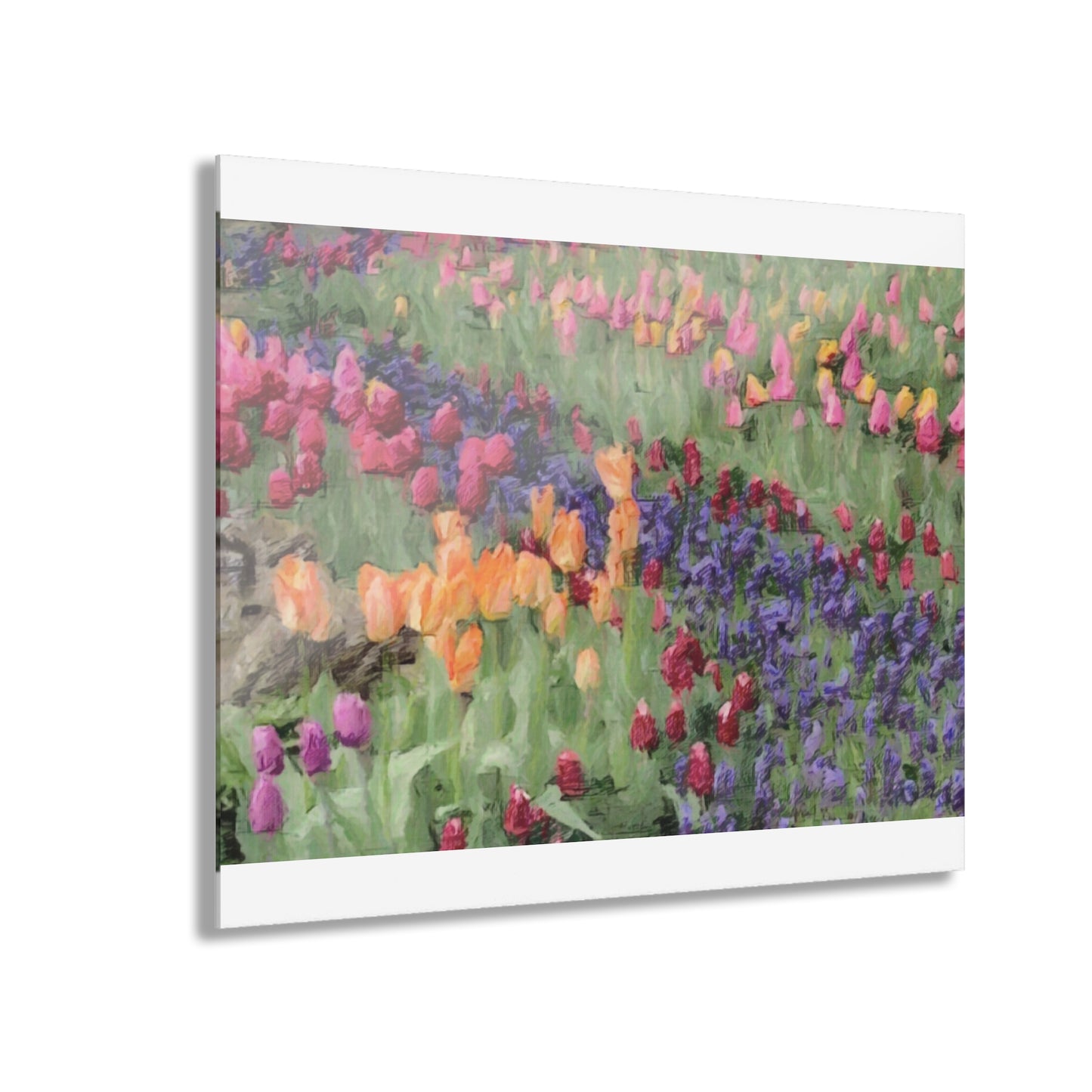 Acrylic Prints (French Cleat Hanging) ... Skagit Valley Tulips ... Skagit Valley, Washington ... Family Archives ... Original Works ... Circa 1980's ...