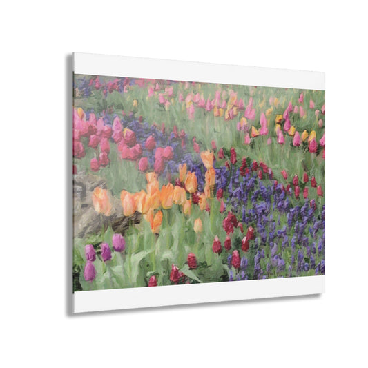 Acrylic Prints (French Cleat Hanging) ... Skagit Valley Tulips ... Skagit Valley, Washington ... Family Archives ... Original Works ... Circa 1980's ...