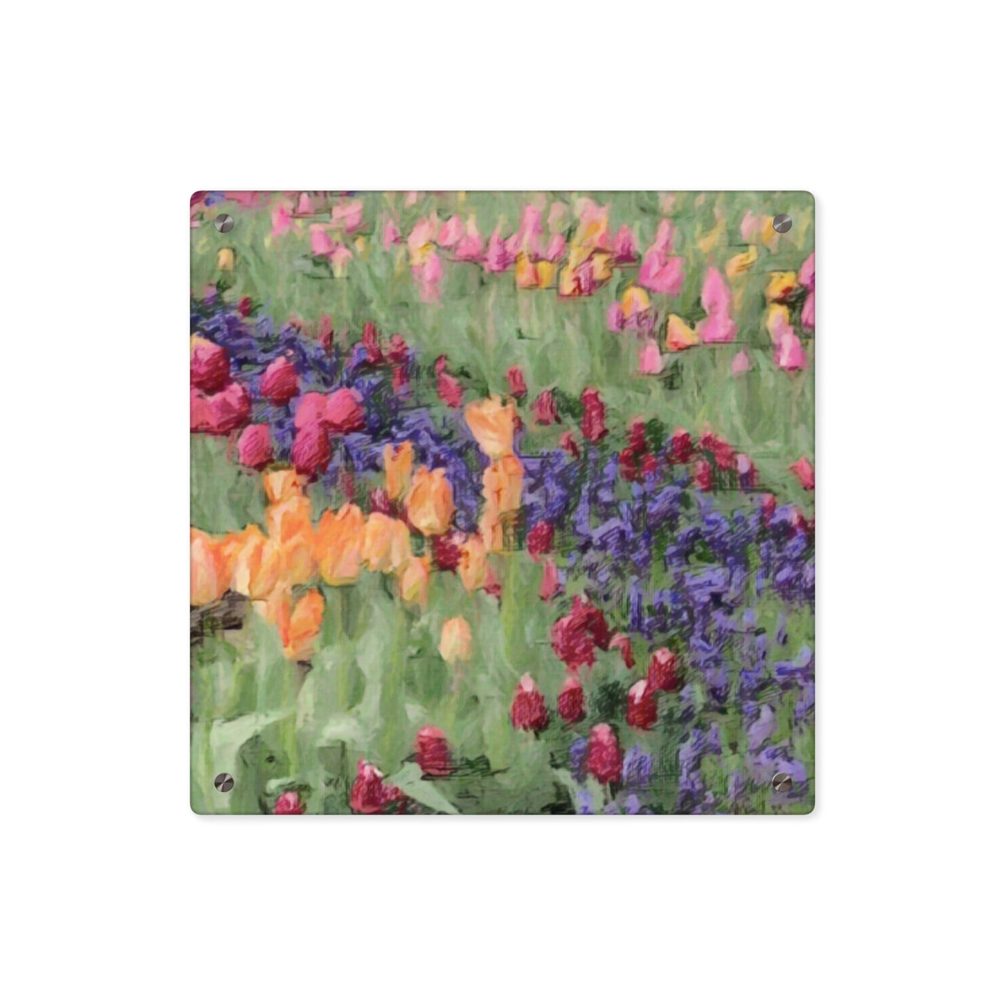 Acrylic Wall Art Panels ... Skagit Valley Tulips ... Skagit Valley, Washington ... Family Archives ... Original Works ... Circa 1980's ...