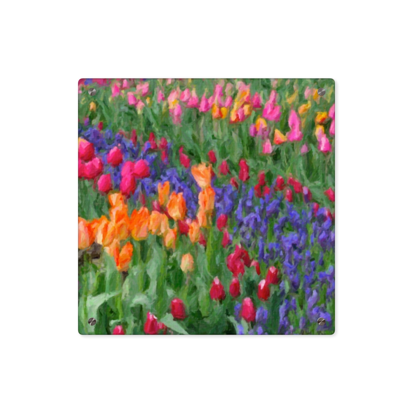 Acrylic Wall Art Panels ... Skagit Valley Tulips ... Skagit Valley, Washington ... Family Archives ... Original Works ... Circa 1980's ...