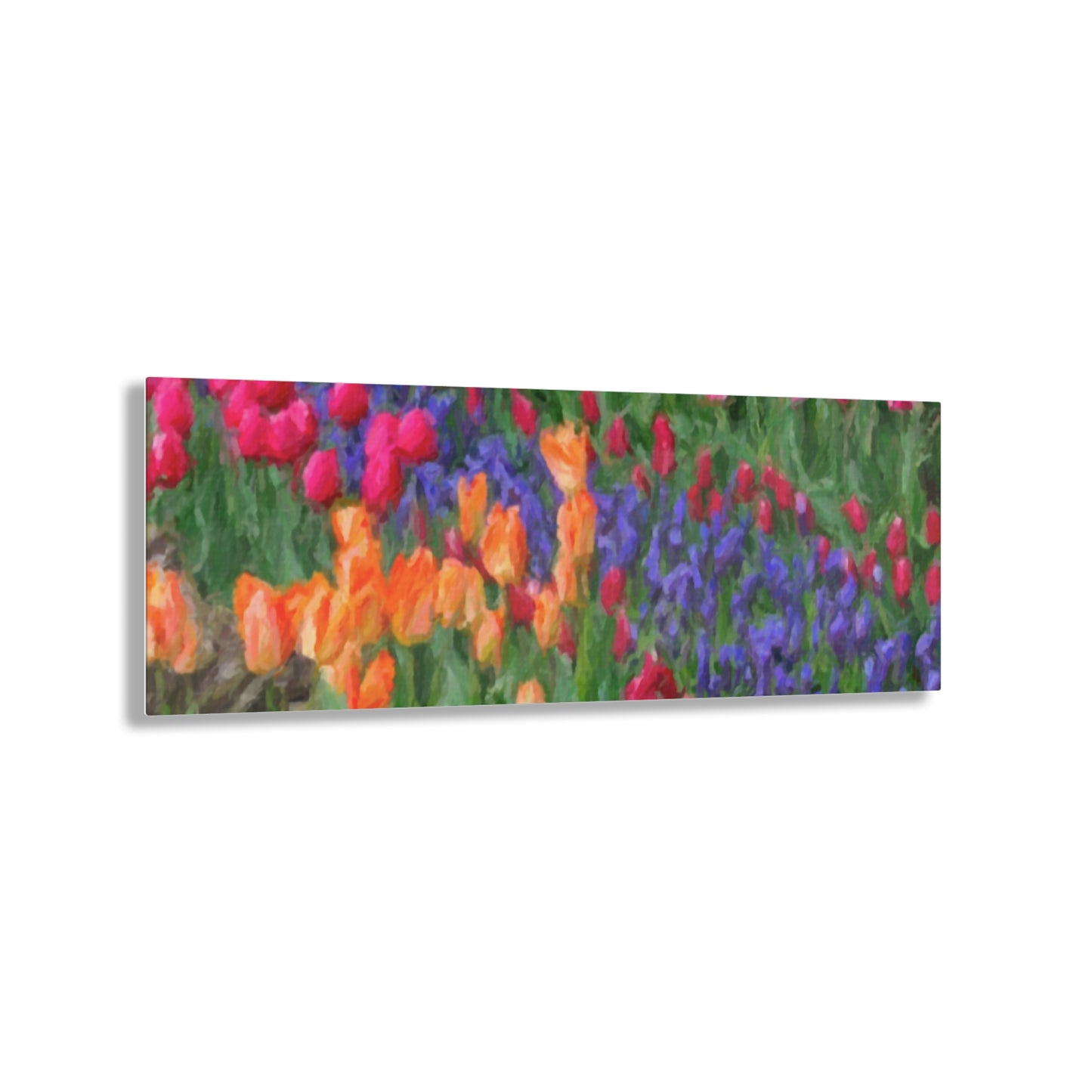 Acrylic Prints ... Skagit Valley Tulips ... Skagit Valley, Washington ... Family Archives ... Original Works ... Circa 1980's ...