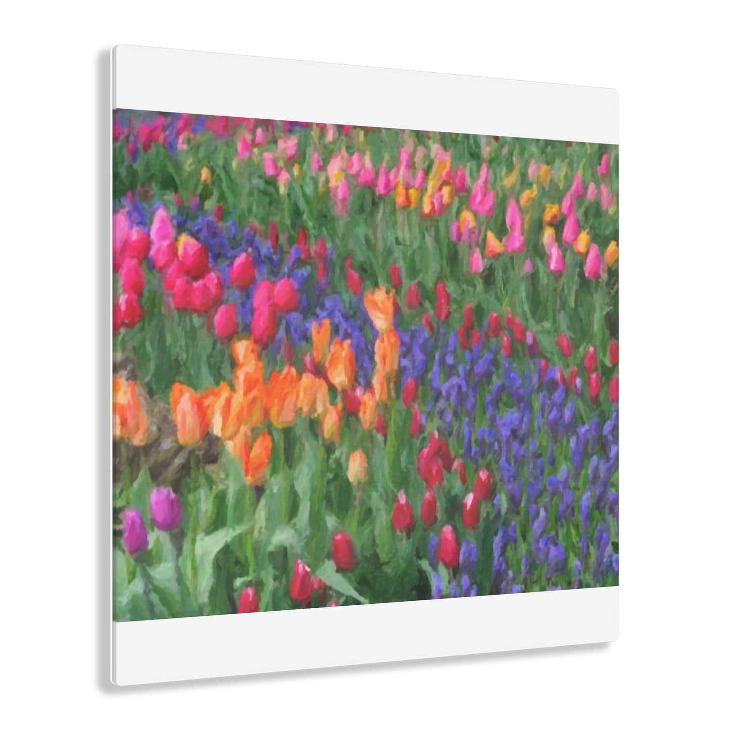 Acrylic Prints ... Skagit Valley Tulips ... Skagit Valley, Washington ... Family Archives ... Original Works ... Circa 1980's ...