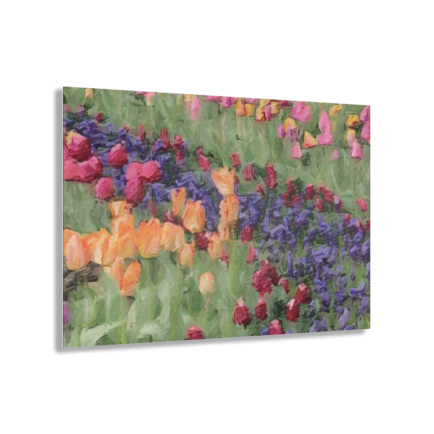Acrylic Prints ... Skagit Valley Tulips ... Skagit Valley, Washington ... Family Archives ... Original Works ... Circa 1980's ...