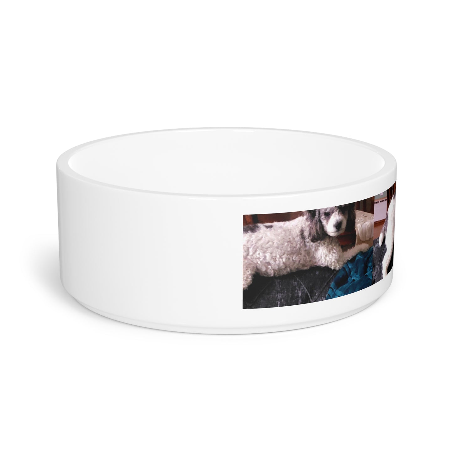 Pet Bowl ... Sadie Johnson_Stenzel ... "Original Works" ... December 2023 ...