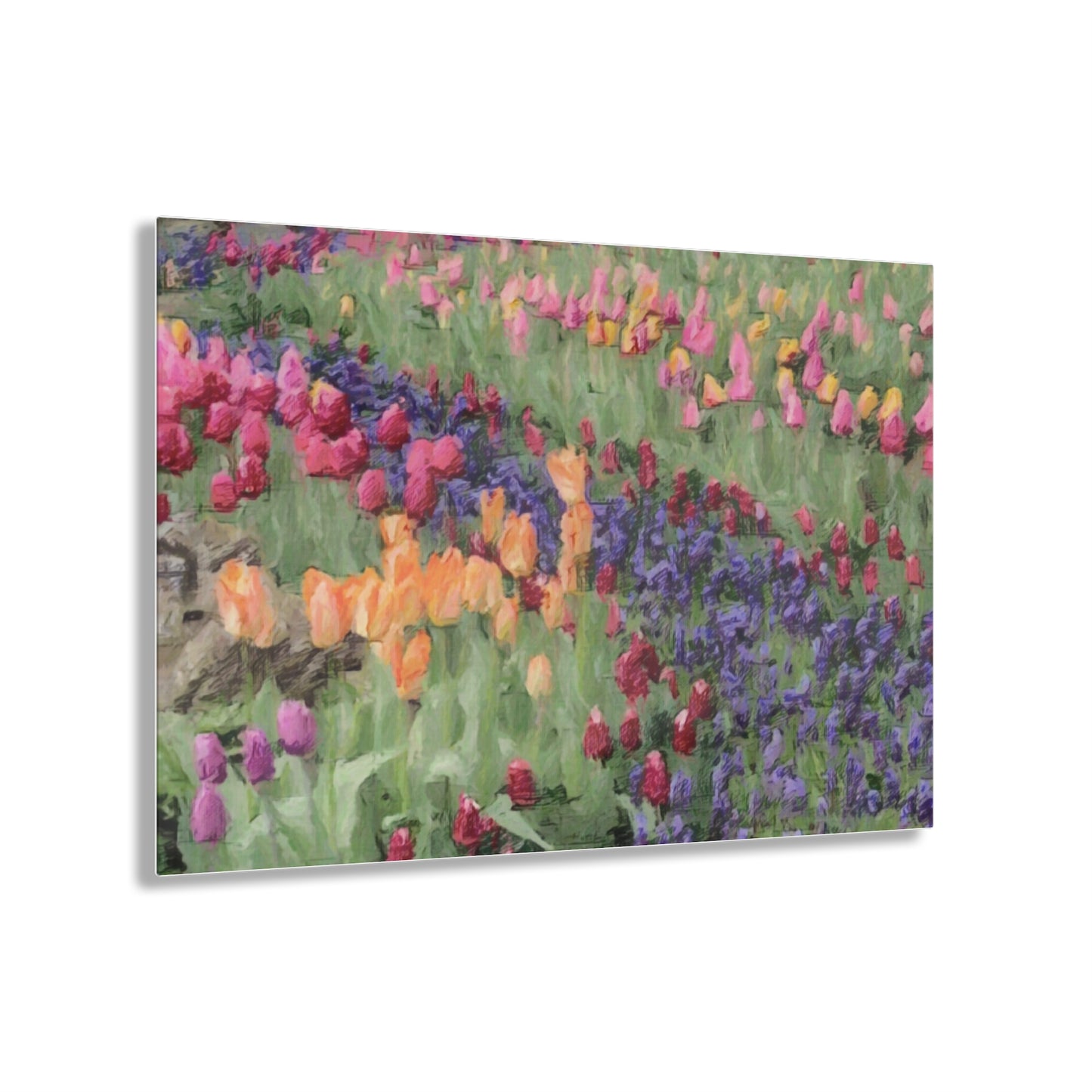 Acrylic Prints ... Skagit Valley Tulips ... Skagit Valley, Washington ... Family Archives ... Original Works ... Circa 1980's ...
