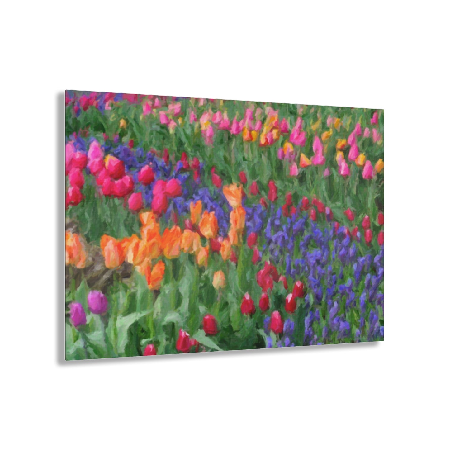 Acrylic Prints ... Skagit Valley Tulips ... Skagit Valley, Washington ... Family Archives ... Original Works ... Circa 1980's ...