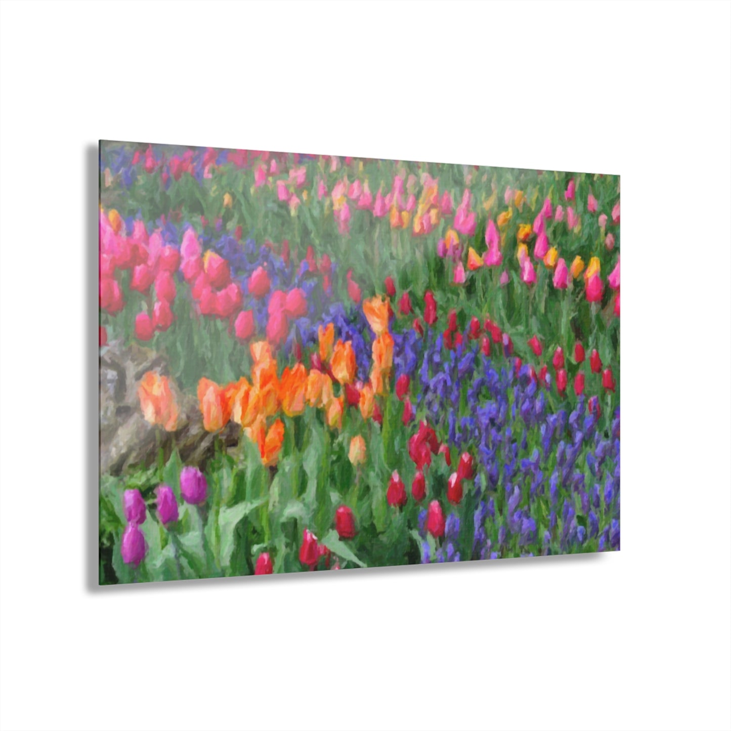 Acrylic Prints (French Cleat Hanging) ... Skagit Valley Tulips ... Skagit Valley, Washington ... Family Archives ... Original Works ... Circa 1980's ...