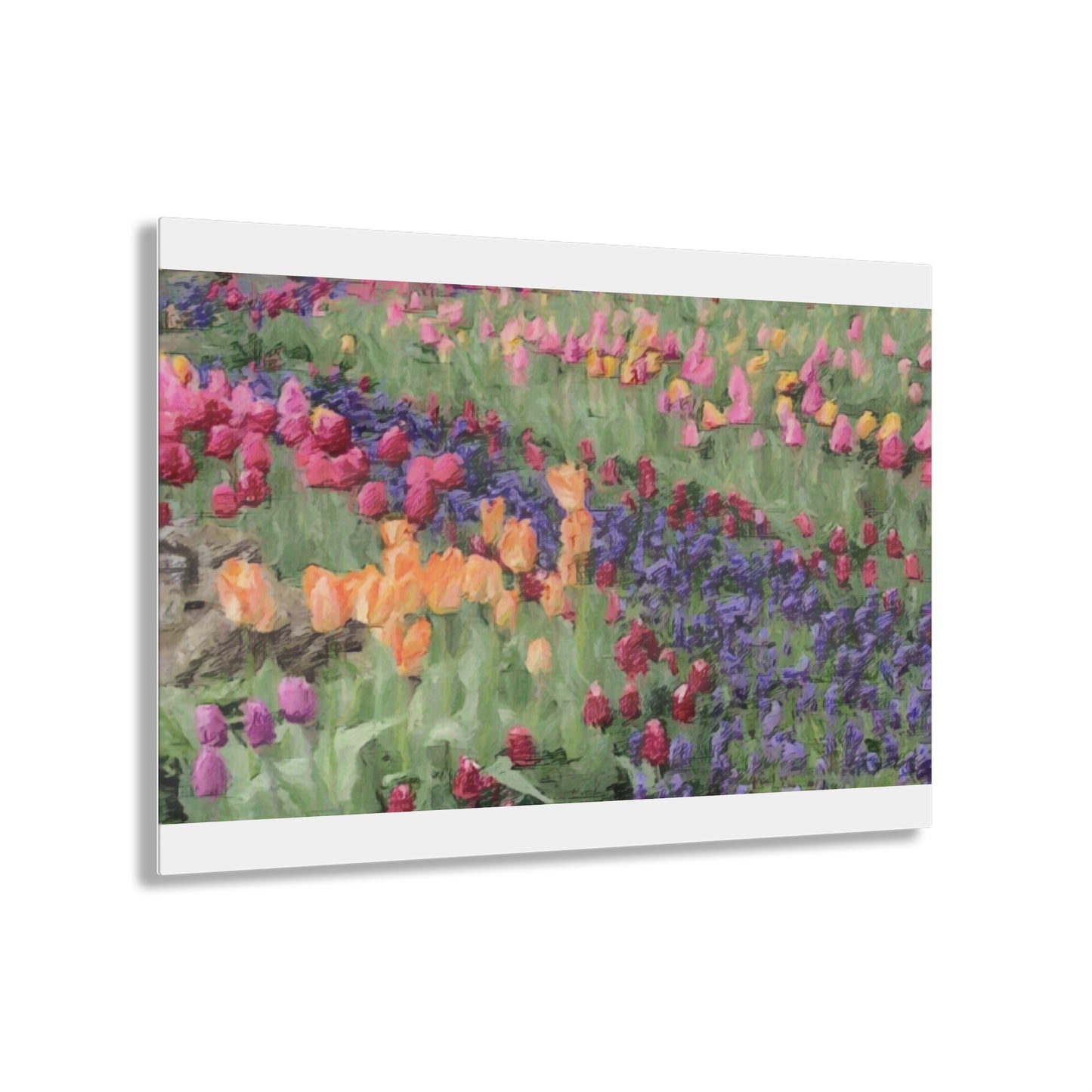 Acrylic Prints ... Skagit Valley Tulips ... Skagit Valley, Washington ... Family Archives ... Original Works ... Circa 1980's ...