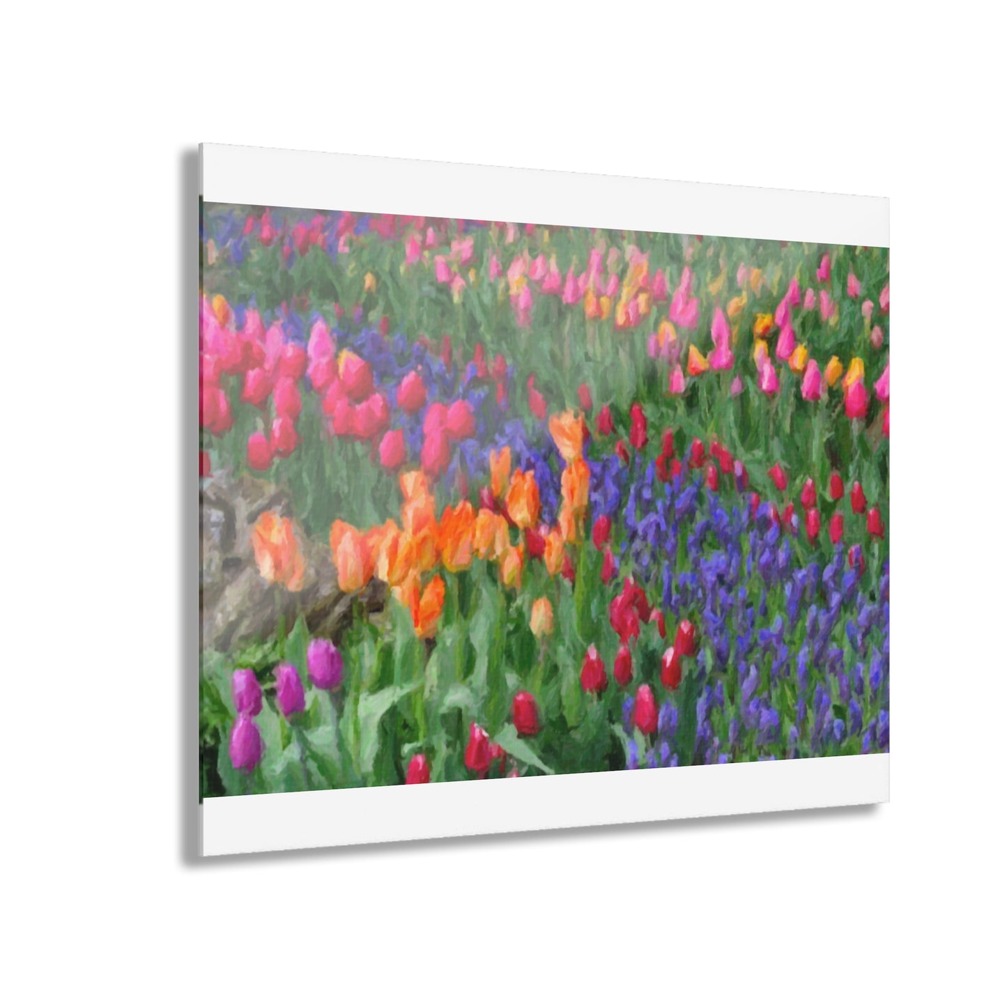 Acrylic Prints (French Cleat Hanging) ... Skagit Valley Tulips ... Skagit Valley, Washington ... Family Archives ... Original Works ... Circa 1980's ...