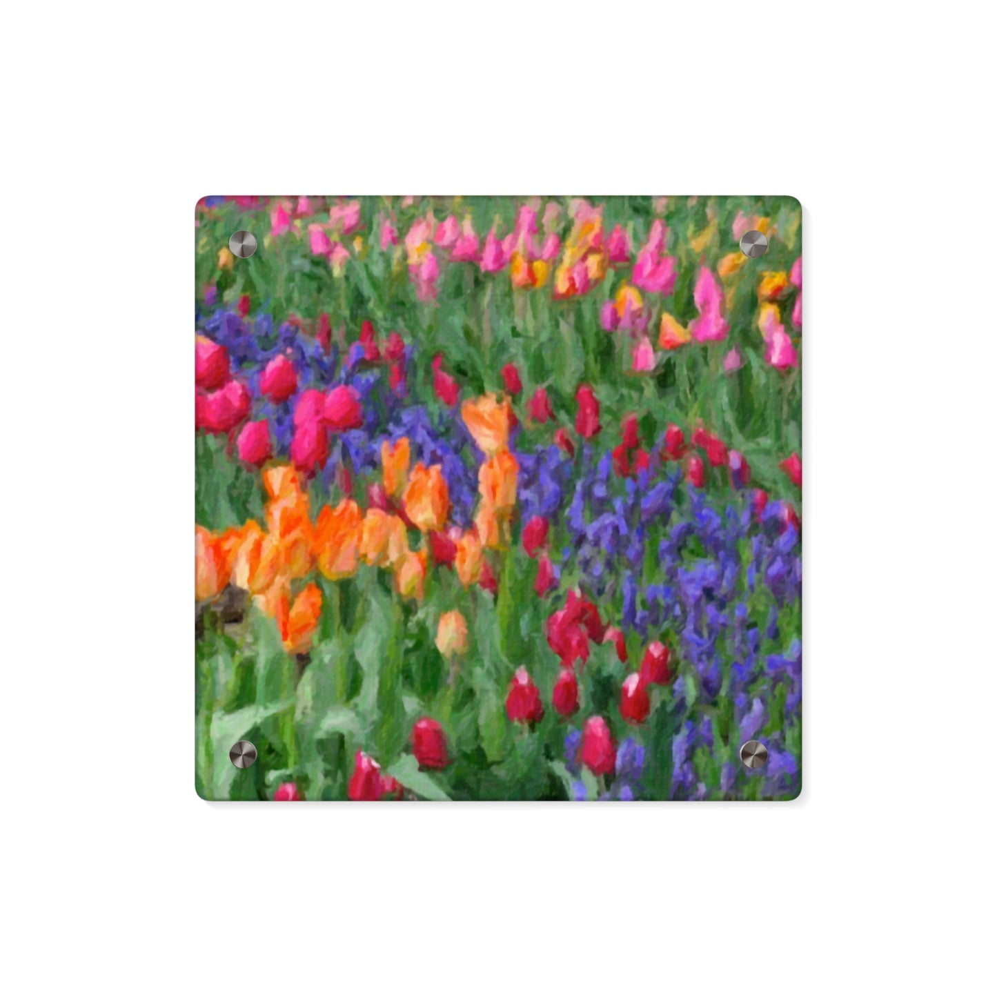 Acrylic Wall Art Panels ... Skagit Valley Tulips ... Skagit Valley, Washington ... Family Archives ... Original Works ... Circa 1980's ...