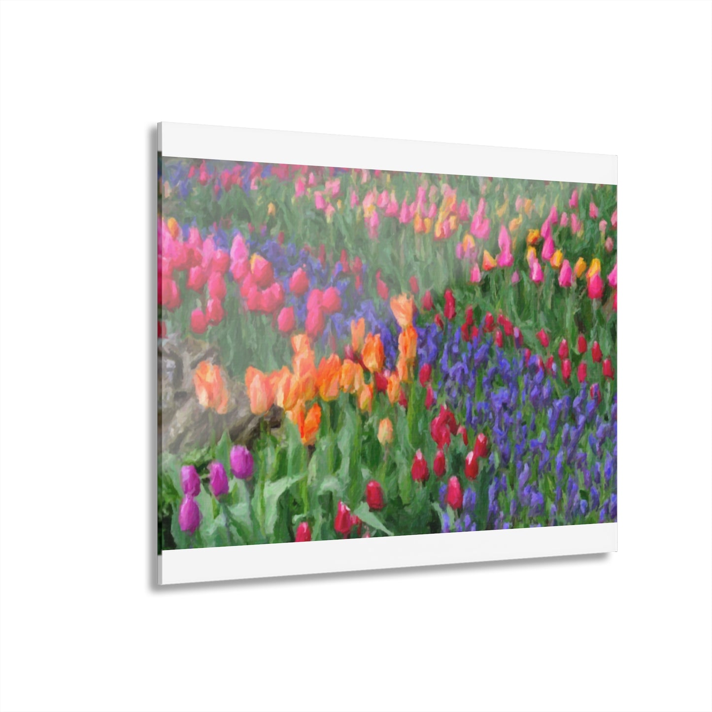 Acrylic Prints (French Cleat Hanging) ... Skagit Valley Tulips ... Skagit Valley, Washington ... Family Archives ... Original Works ... Circa 1980's ...