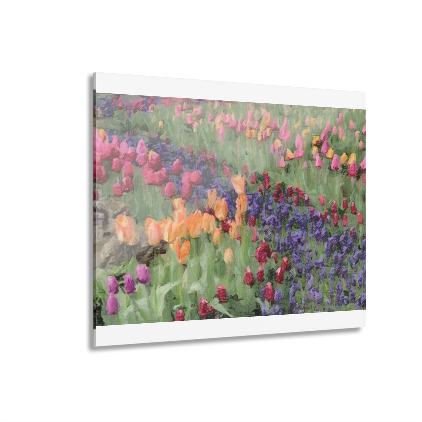Acrylic Prints (French Cleat Hanging) ... Skagit Valley Tulips ... Skagit Valley, Washington ... Family Archives ... Original Works ... Circa 1980's ...