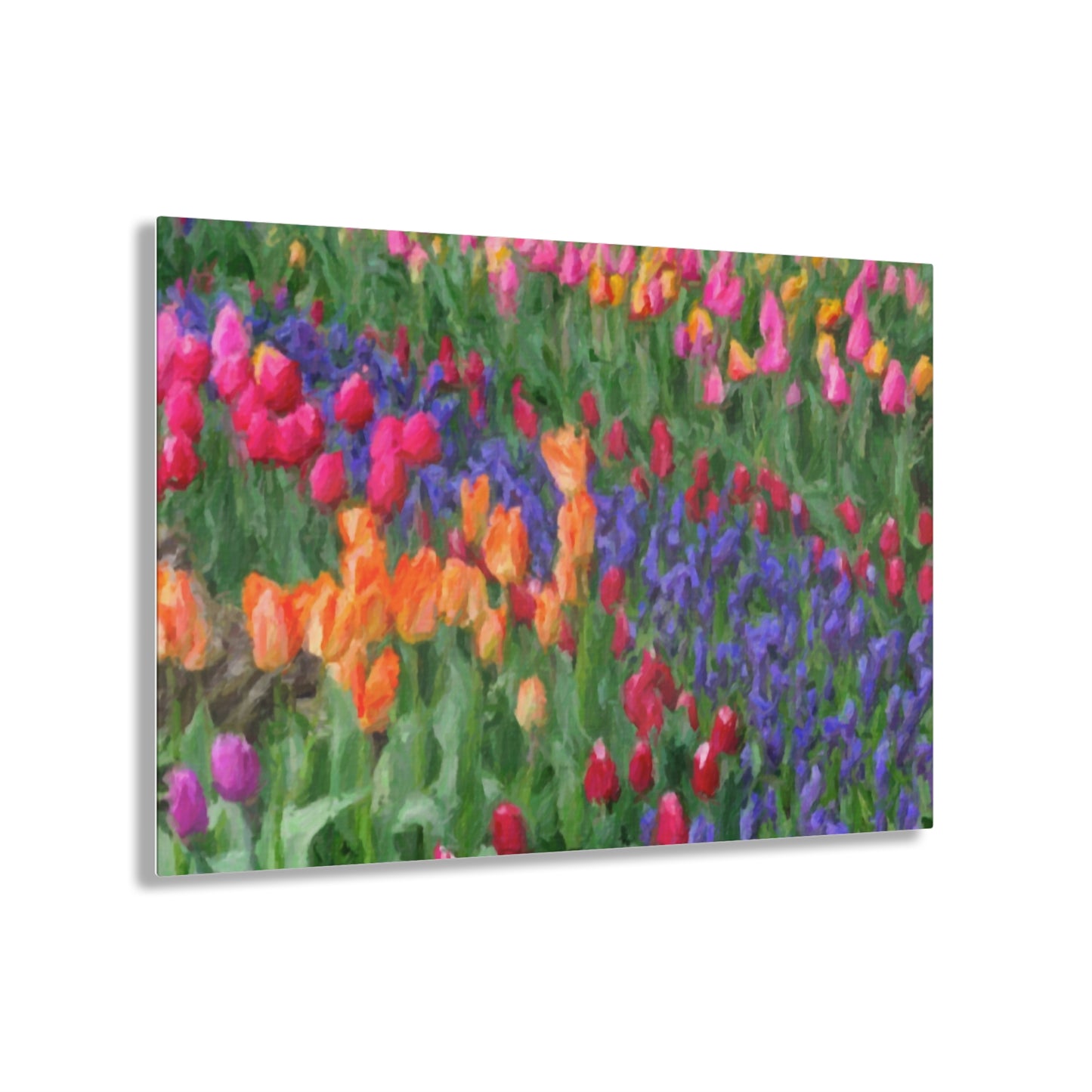 Acrylic Prints ... Skagit Valley Tulips ... Skagit Valley, Washington ... Family Archives ... Original Works ... Circa 1980's ...