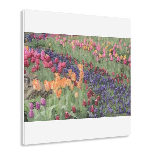 Acrylic Prints ... Skagit Valley Tulips ... Skagit Valley, Washington ... Family Archives ... Original Works ... Circa 1980's ...