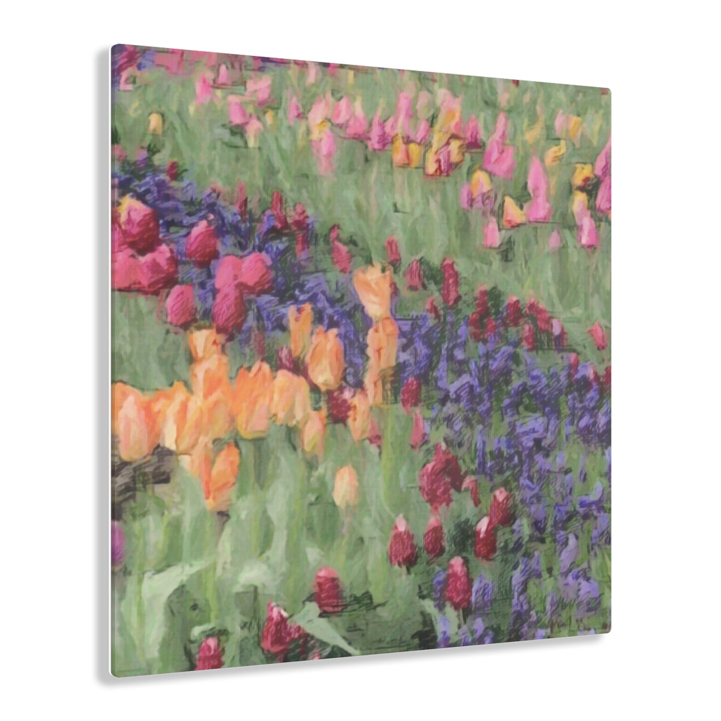 Acrylic Prints ... Skagit Valley Tulips ... Skagit Valley, Washington ... Family Archives ... Original Works ... Circa 1980's ...