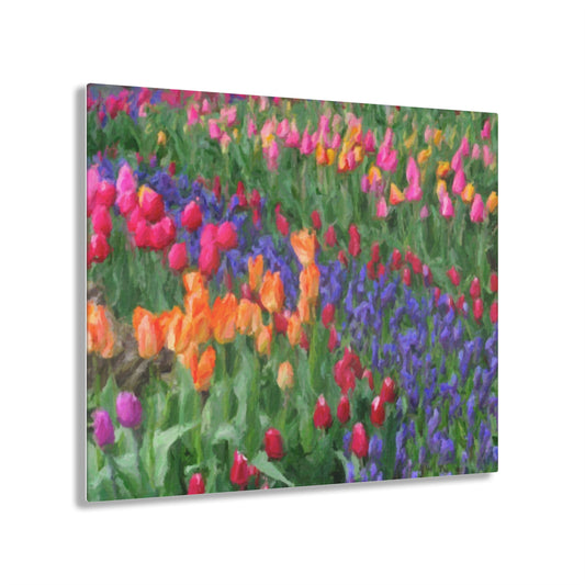 Acrylic Prints ... Skagit Valley Tulips ... Skagit Valley, Washington ... Family Archives ... Original Works ... Circa 1980's ...