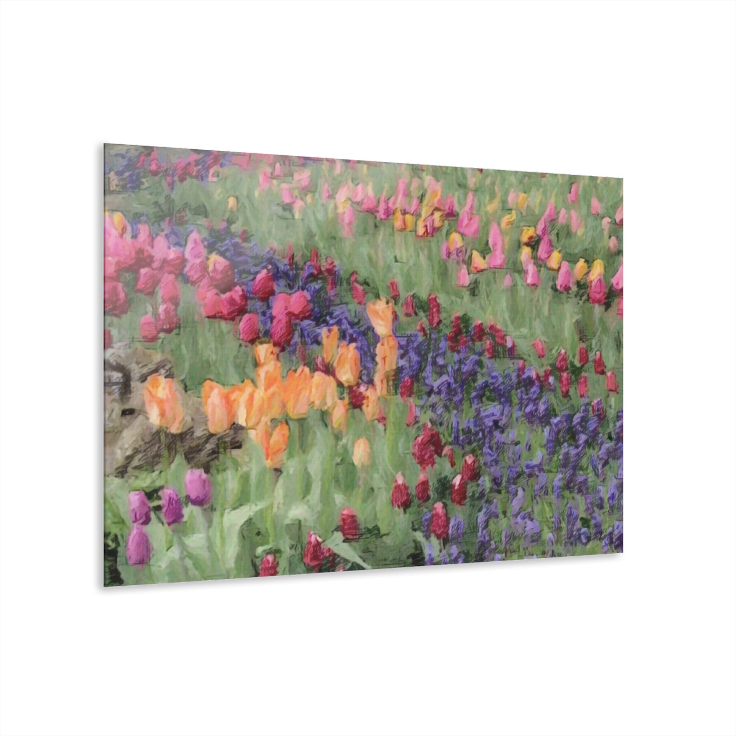 Acrylic Prints (French Cleat Hanging) ... Skagit Valley Tulips ... Skagit Valley, Washington ... Family Archives ... Original Works ... Circa 1980's ...