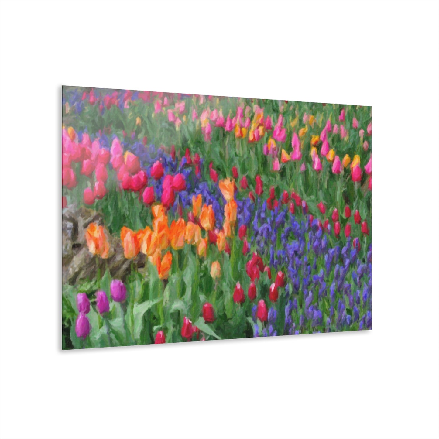 Acrylic Prints (French Cleat Hanging) ... Skagit Valley Tulips ... Skagit Valley, Washington ... Family Archives ... Original Works ... Circa 1980's ...