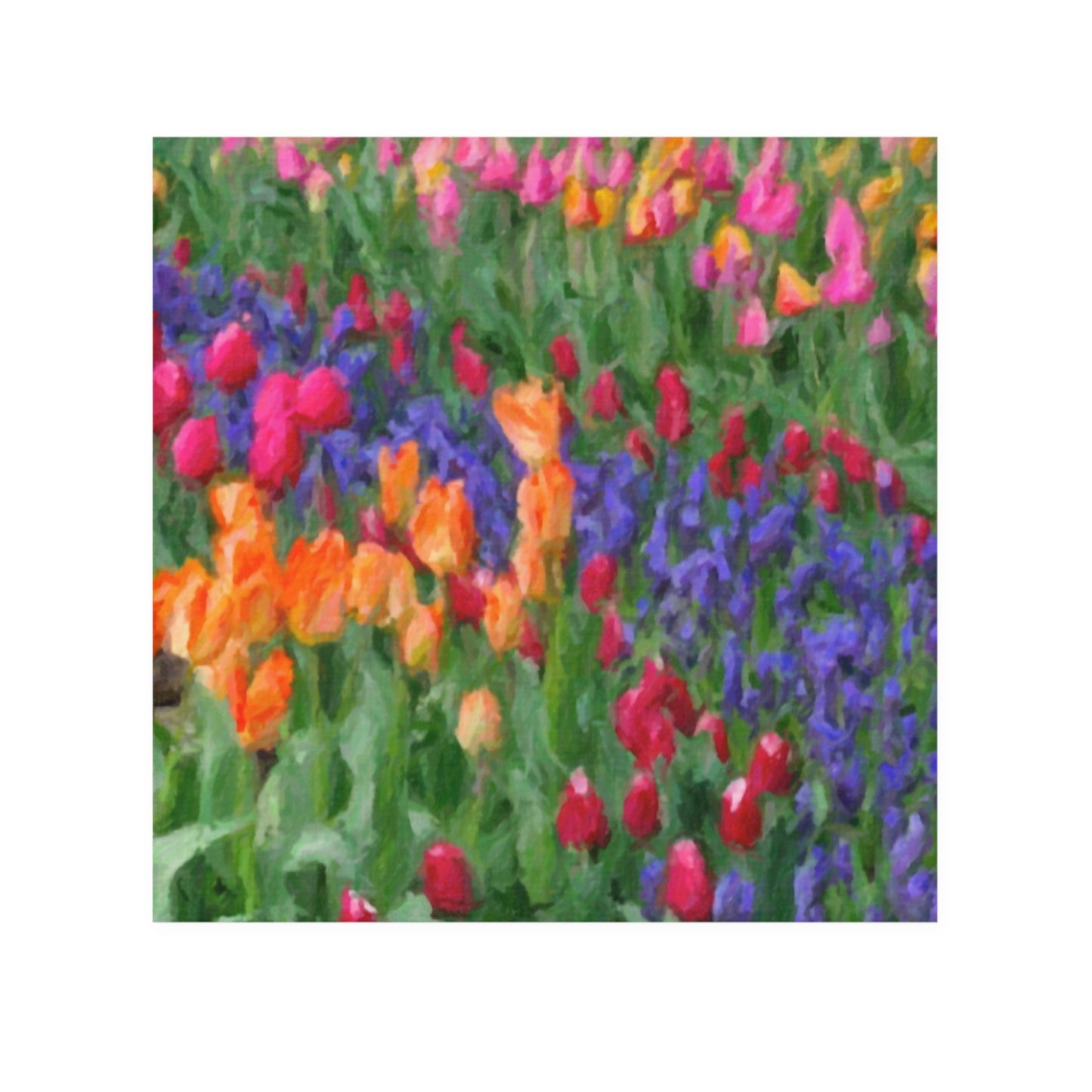 Face Towel ... Skagit Valley Tulips ... Skagit Valley, Washington ... Family Archives ... Original Works ... Circa 1980's ...