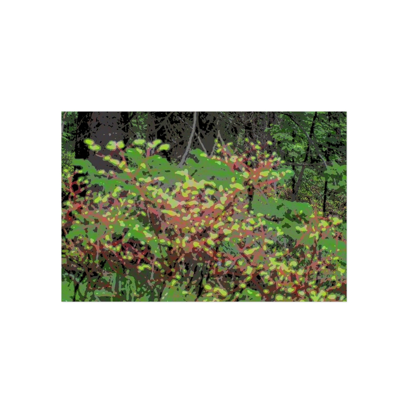 Aluminum Composite Panels ... "The Winding Road To Jersey Mountain" ... (USFS Rd. #222) ... Blueberries, Salmon Berries, Red Osier Dogwood, Grand Firs ... Original Works ... May 2022 ...