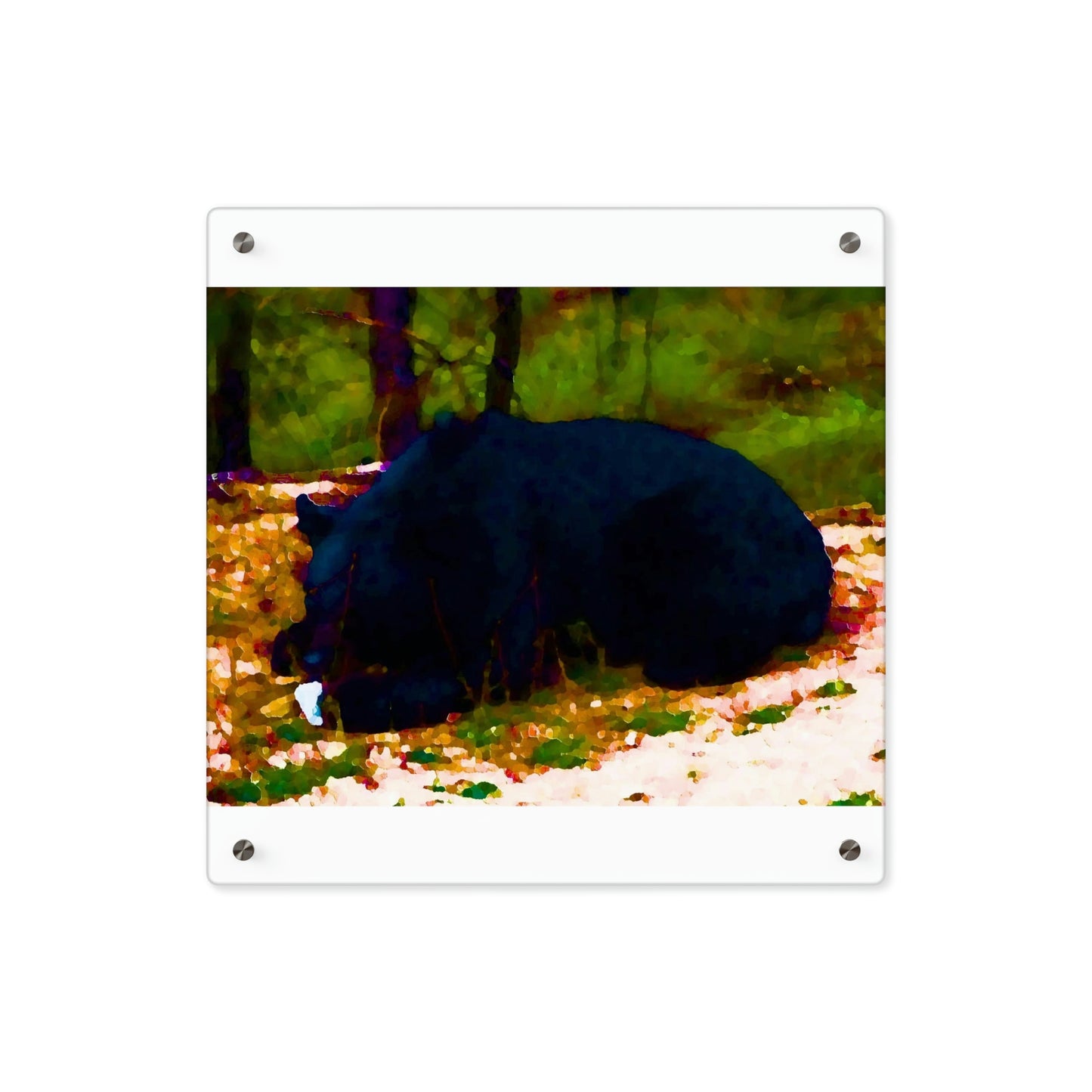 Acrylic Wall Art Panels ... RCY: "Rhett Creek Yogi ... '500 Lbs Of Autumn Season Hunger' ..."  ... September 2022 ... Central Idaho ... Original Works ...