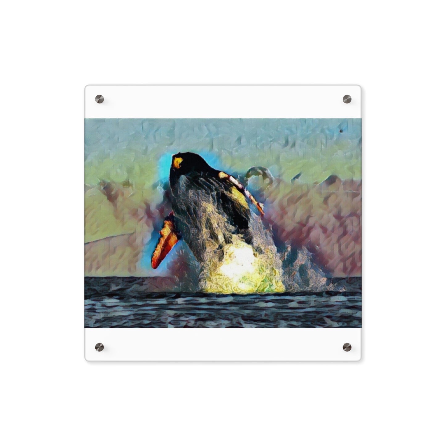 Acrylic Wall Art Panels ... An Extraordinary Humpback Breach ... 'With Explosive Energy' ... Family Archives (KPH) ... Circa: 21st Century. Maui, HI ... Original Works ...