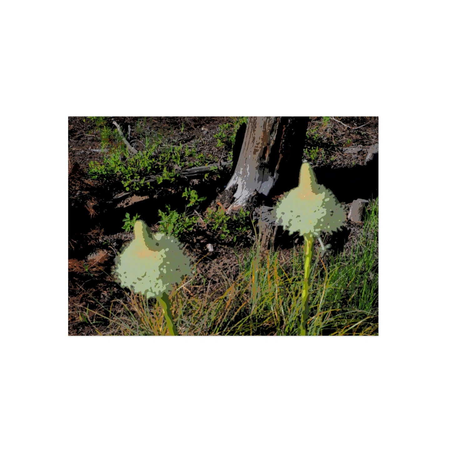 Aluminum Composite Panels ... Native Beargrass (Xerophyllum Spp.) June 2022: "Tells Us The Depth Of Next Winter's Snowpack By Its Spike's Heigth" ... Original Works ...
