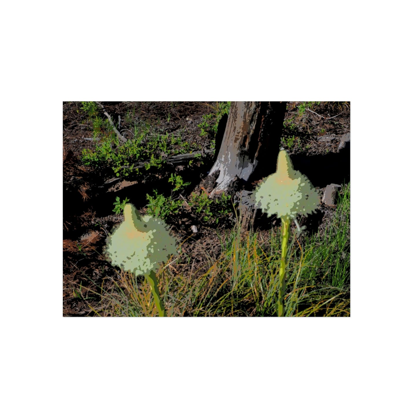 Aluminum Composite Panels ... Native Beargrass (Xerophyllum Spp.) June 2022: "Tells Us The Depth Of Next Winter's Snowpack By Its Spike's Heigth" ... Original Works ...