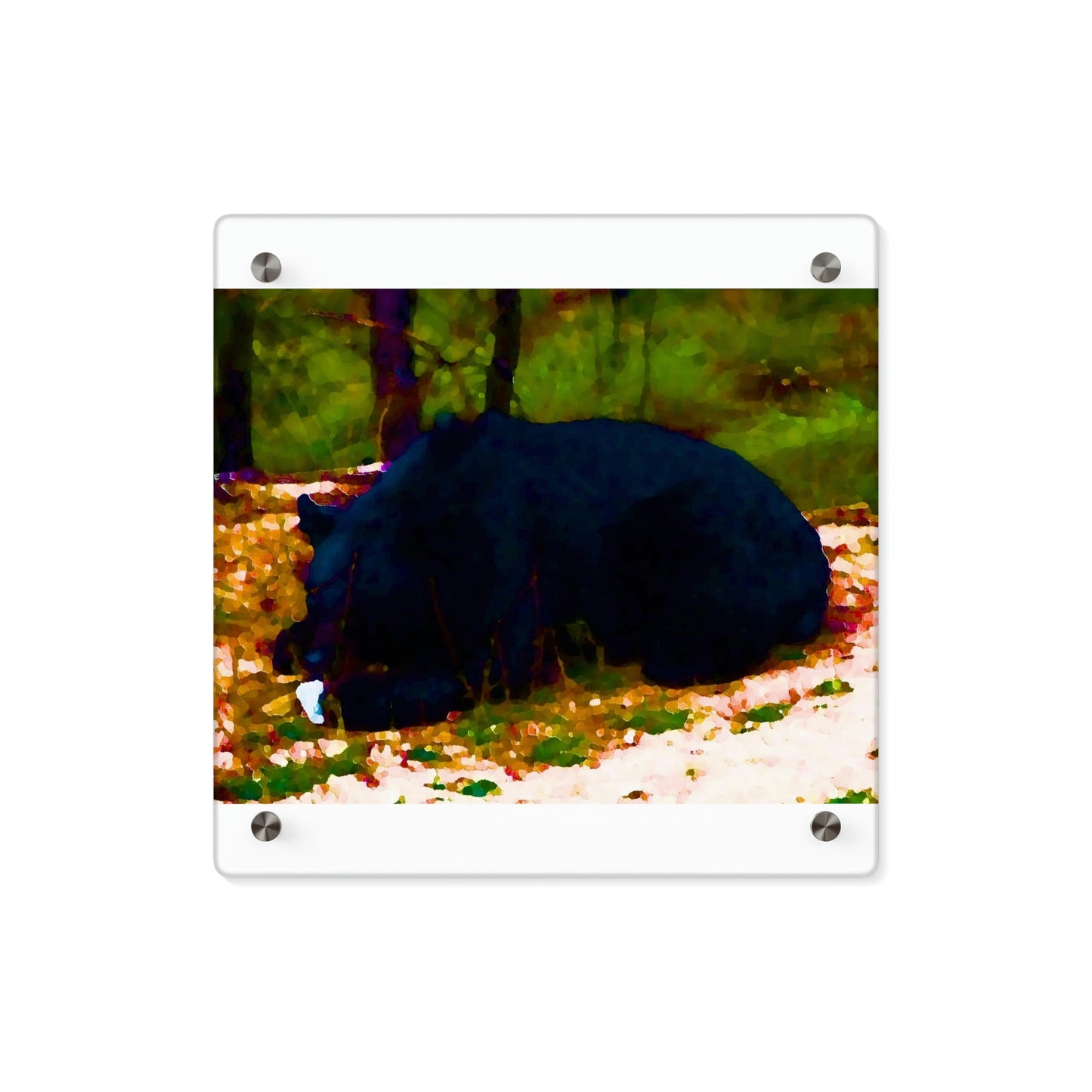 Acrylic Wall Art Panels ... RCY: "Rhett Creek Yogi ... '500 Lbs Of Autumn Season Hunger' ..."  ... September 2022 ... Central Idaho ... Original Works ...