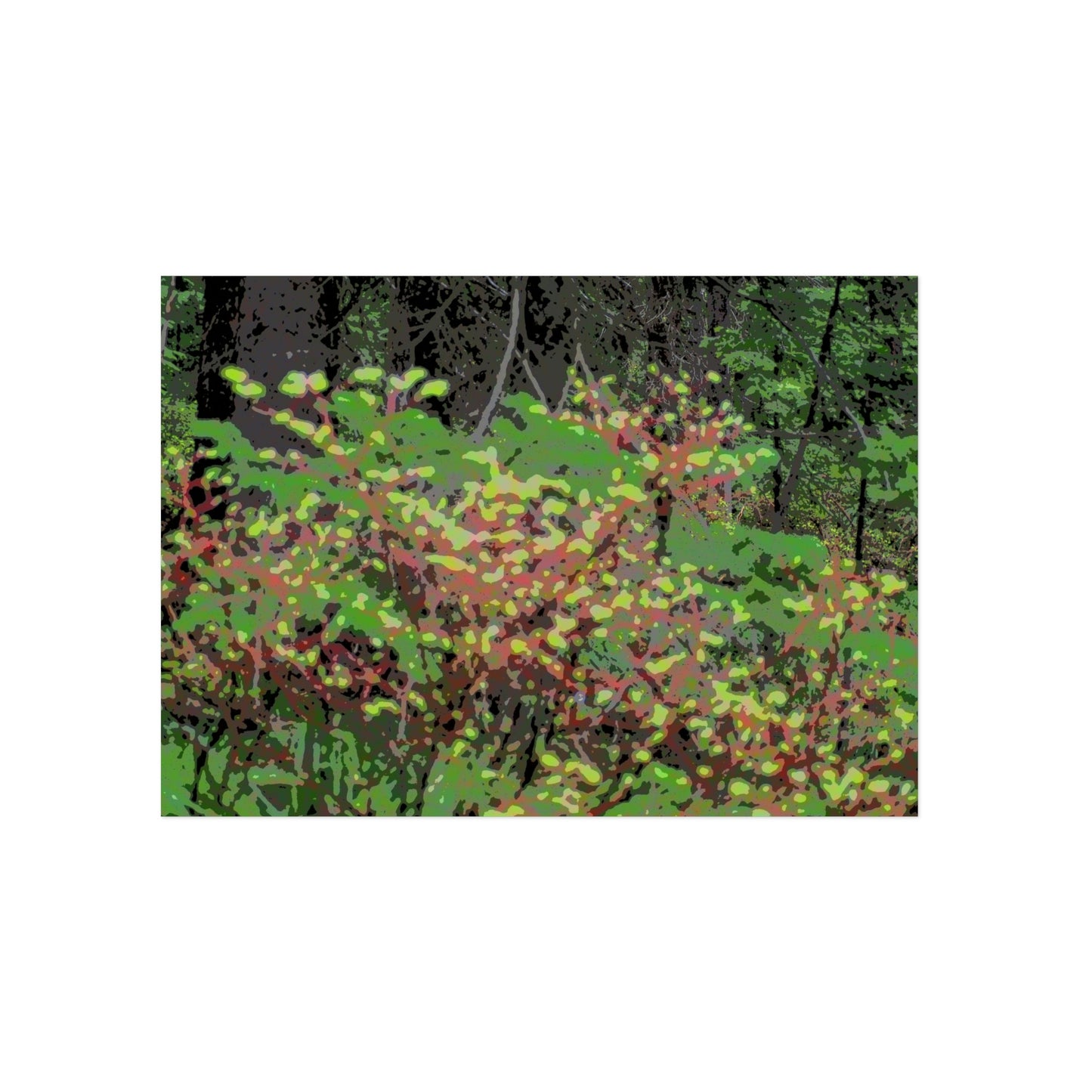 Aluminum Composite Panels ... "The Winding Road To Jersey Mountain" ... (USFS Rd. #222) ... Blueberries, Salmon Berries, Red Osier Dogwood, Grand Firs ... Original Works ... May 2022 ...