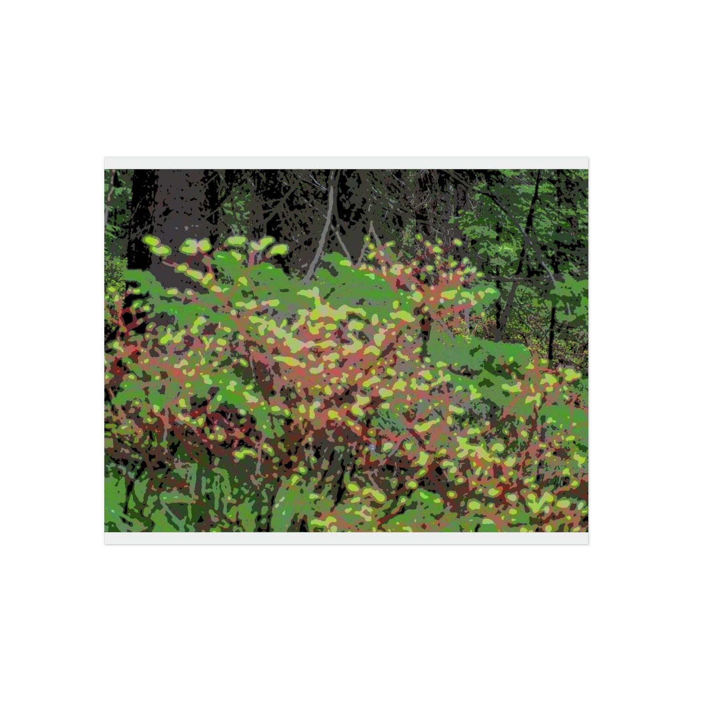 Aluminum Composite Panels ... "The Winding Road To Jersey Mountain" ... (USFS Rd. #222) ... Blueberries, Salmon Berries, Red Osier Dogwood, Grand Firs ... Original Works ... May 2022 ...