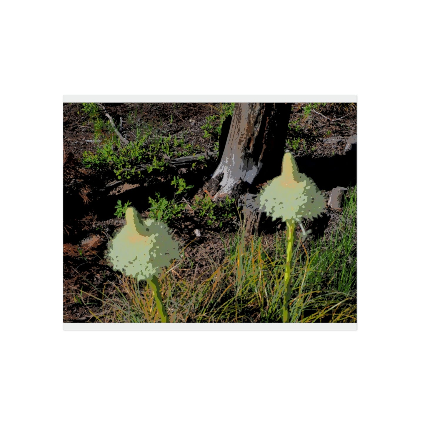 Aluminum Composite Panels ... Native Beargrass (Xerophyllum Spp.) June 2022: "Tells Us The Depth Of Next Winter's Snowpack By Its Spike's Heigth" ... Original Works ...