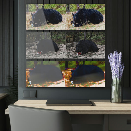 Acrylic Prints (Triptych) ... RCY: "Rhett Creek Yogi ... '500 Lbs Of Autumn Season Hunger' ..." September 2022 ... Central Idaho ... Original Works ...