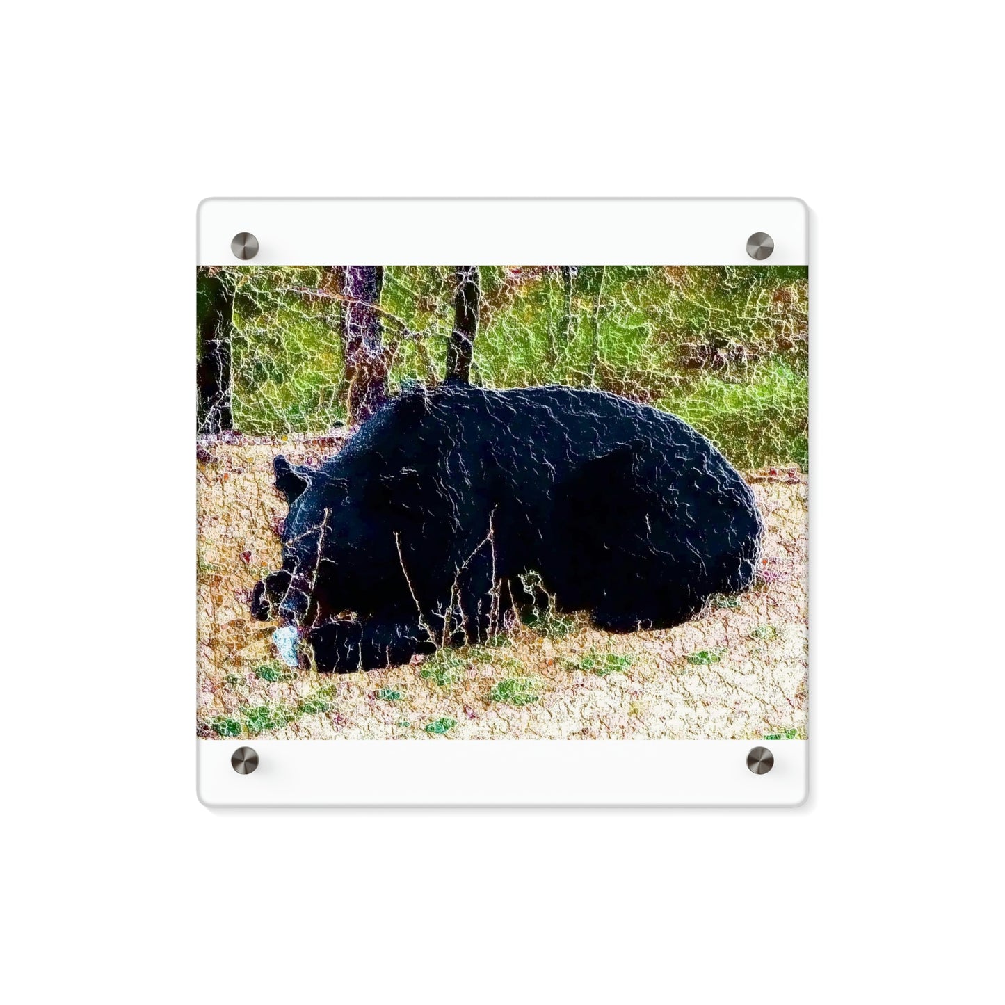 Acrylic Wall Art Panels ... RCY: "Rhett Creek Yogi ... '500 Lbs Of Autumn Season Hunger' ..."  ... September 2022 ... Central Idaho ... Original Works ...