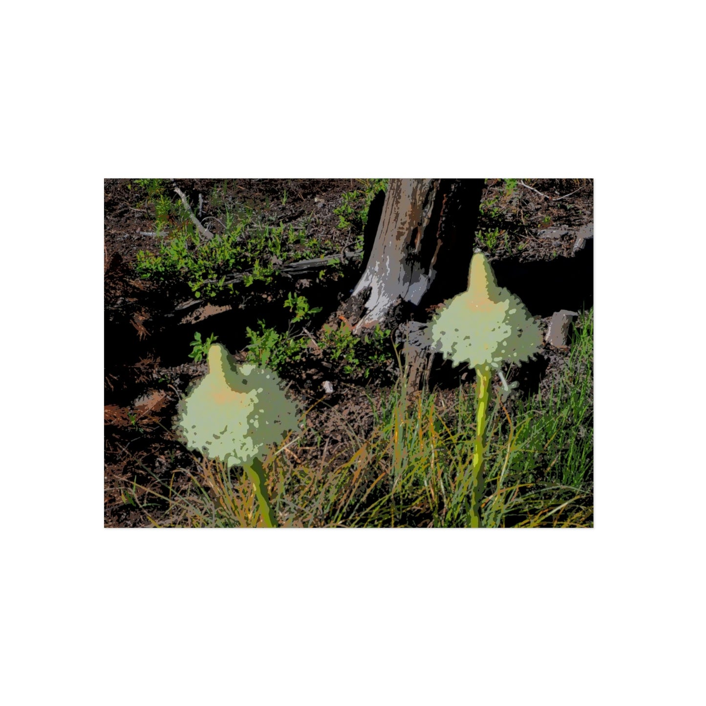 Aluminum Composite Panels ... Native Beargrass (Xerophyllum Spp.) June 2022: "Tells Us The Depth Of Next Winter's Snowpack By Its Spike's Heigth" ... Original Works ...
