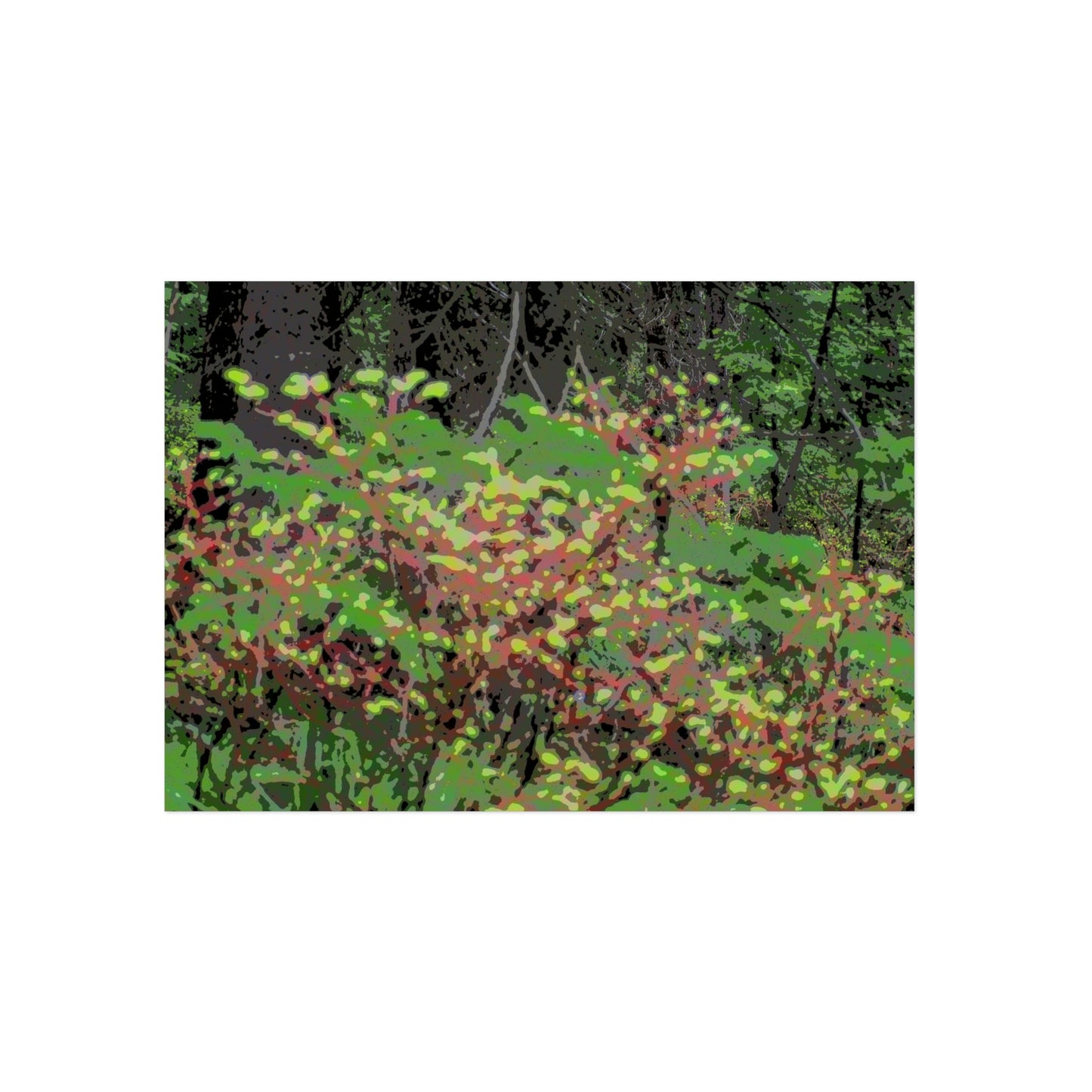 Aluminum Composite Panels ... "The Winding Road To Jersey Mountain" ... (USFS Rd. #222) ... Blueberries, Salmon Berries, Red Osier Dogwood, Grand Firs ... Original Works ... May 2022 ...