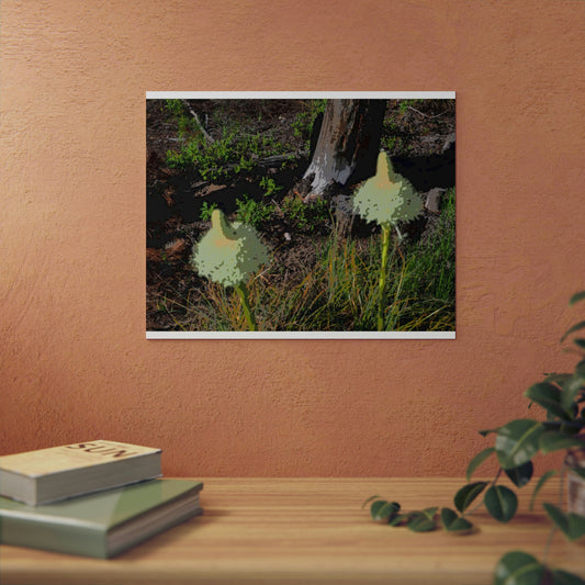 Aluminum Composite Panels ... Native Beargrass (Xerophyllum Spp.) June 2022: "Tells Us The Depth Of Next Winter's Snowpack By Its Spike's Heigth" ... Original Works ...