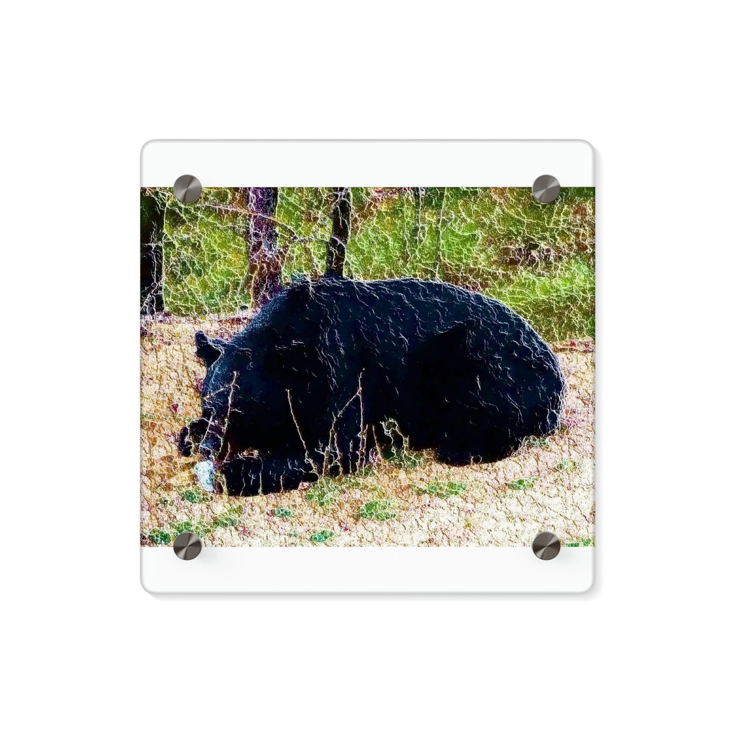 Acrylic Wall Art Panels ... RCY: "Rhett Creek Yogi ... '500 Lbs Of Autumn Season Hunger' ..."  ... September 2022 ... Central Idaho ... Original Works ...