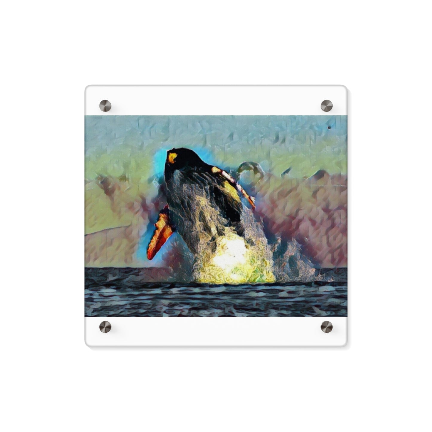 Acrylic Wall Art Panels ... An Extraordinary Humpback Breach ... 'With Explosive Energy' ... Family Archives (KPH) ... Circa: 21st Century. Maui, HI ... Original Works ...
