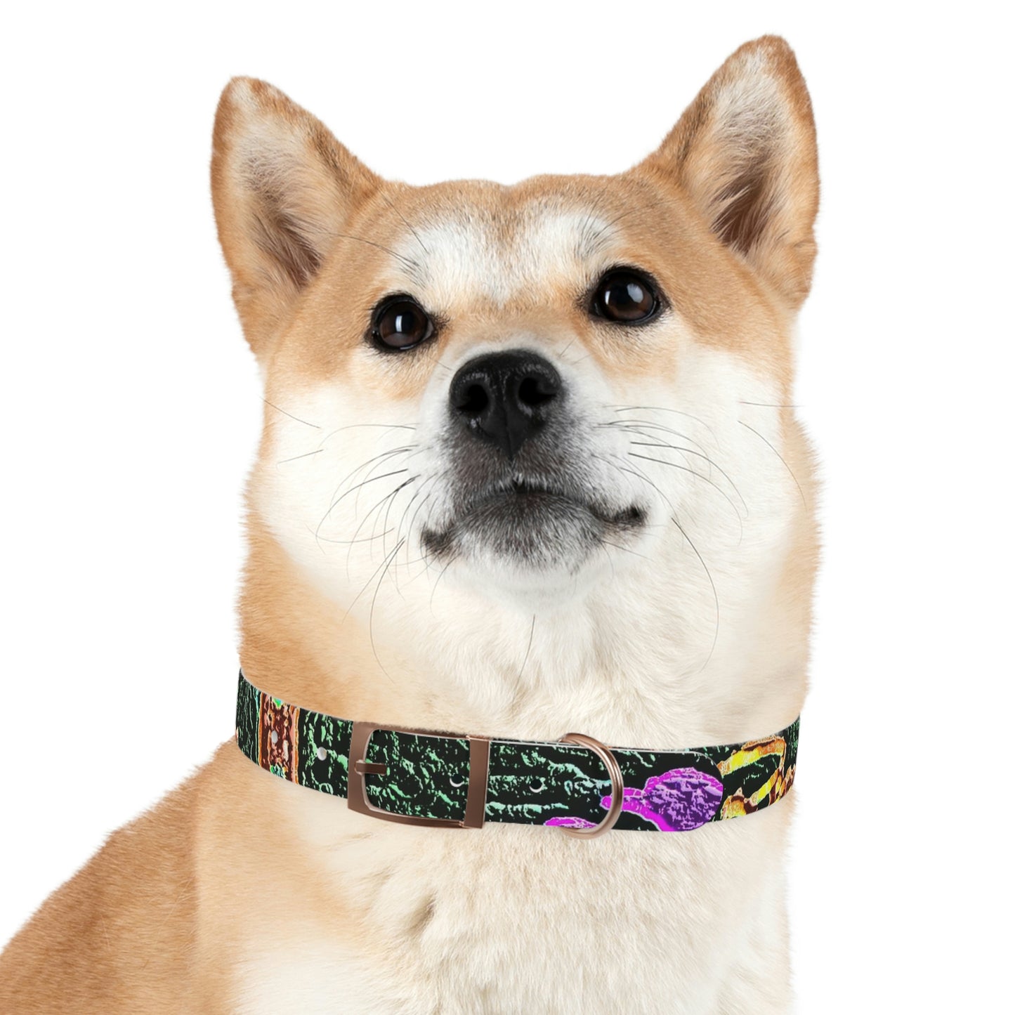 Dog Collar ... "La Grande Entree" At: 'The Pink Palace' ... The Royal Hawai'ian ... Honolulu, HI ... '27Oct2014' ... Original Works ...