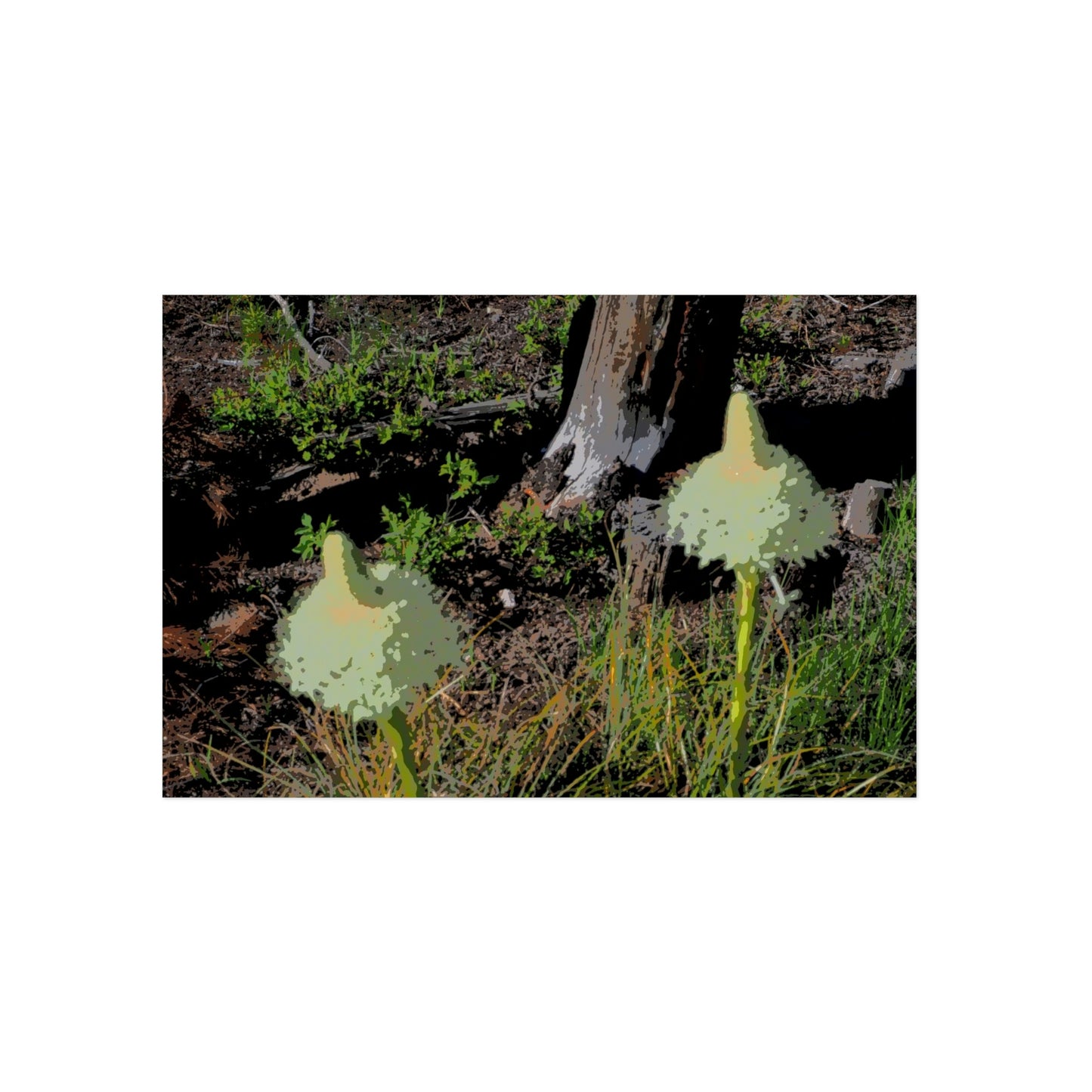 Aluminum Composite Panels ... Native Beargrass (Xerophyllum Spp.) June 2022: "Tells Us The Depth Of Next Winter's Snowpack By Its Spike's Heigth" ... Original Works ...