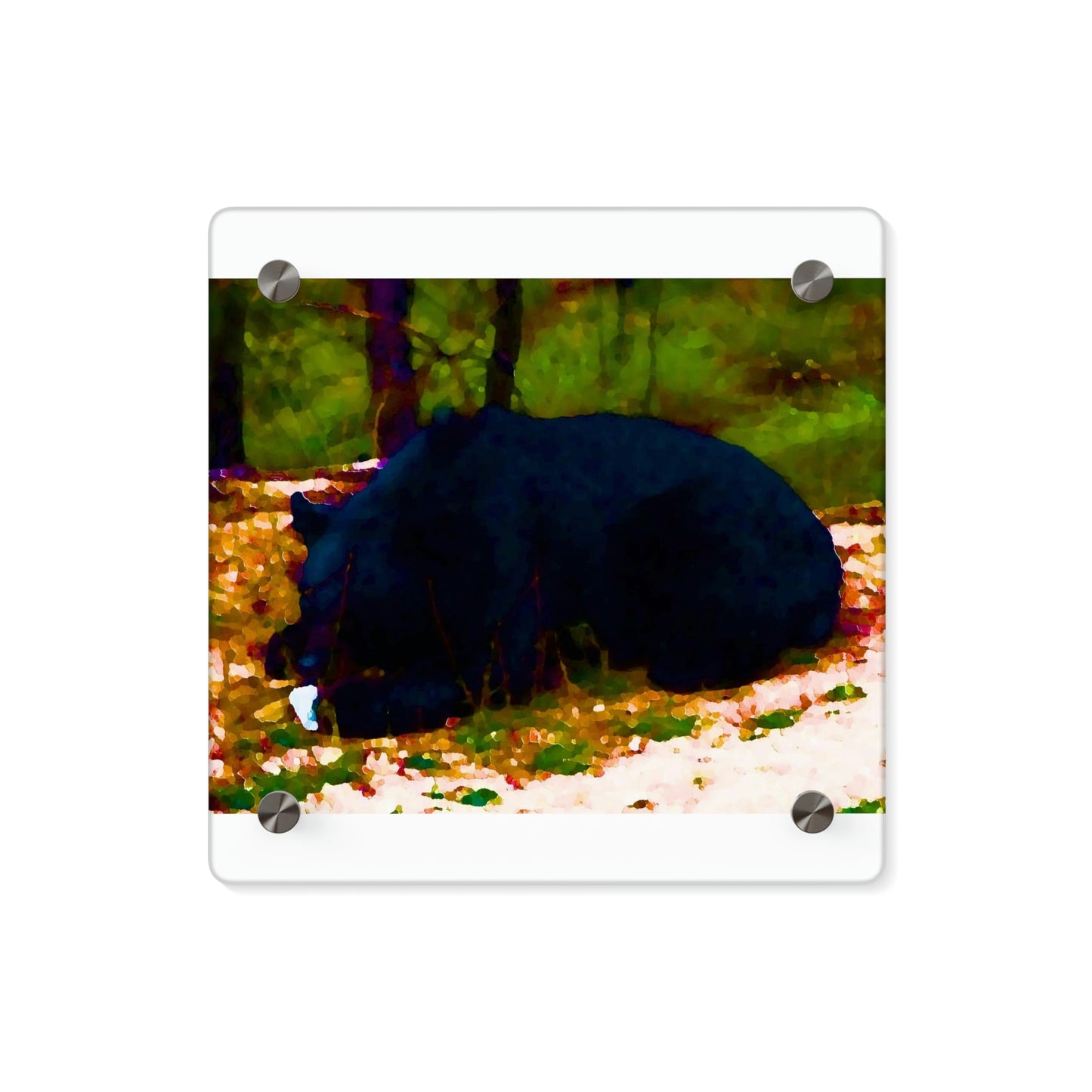 Acrylic Wall Art Panels ... RCY: "Rhett Creek Yogi ... '500 Lbs Of Autumn Season Hunger' ..."  ... September 2022 ... Central Idaho ... Original Works ...