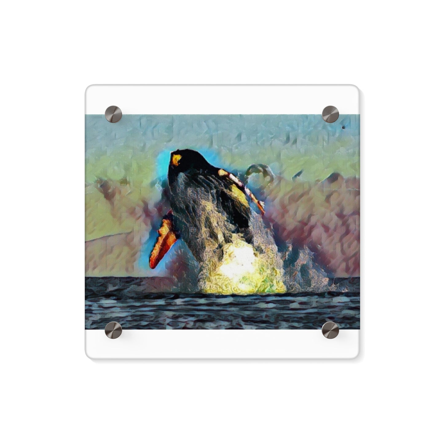 Acrylic Wall Art Panels ... An Extraordinary Humpback Breach ... 'With Explosive Energy' ... Family Archives (KPH) ... Circa: 21st Century. Maui, HI ... Original Works ...