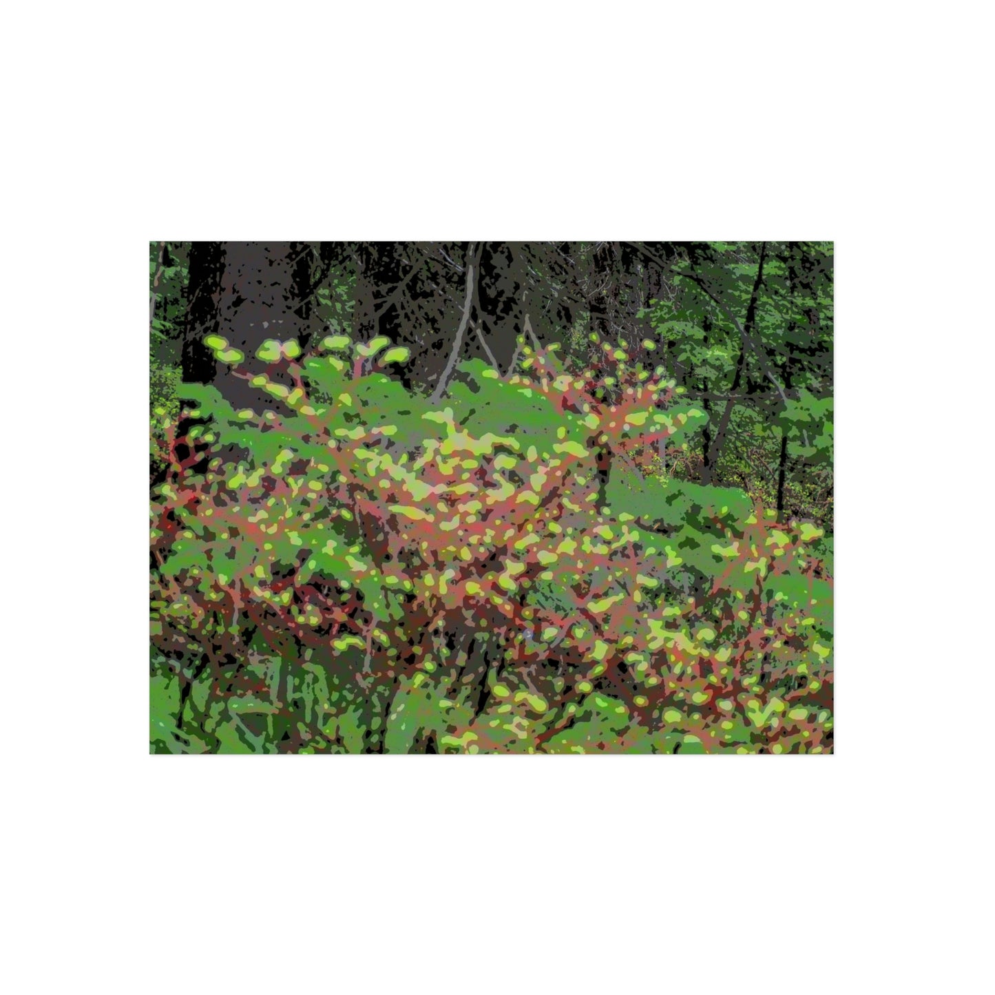 Aluminum Composite Panels ... "The Winding Road To Jersey Mountain" ... (USFS Rd. #222) ... Blueberries, Salmon Berries, Red Osier Dogwood, Grand Firs ... Original Works ... May 2022 ...