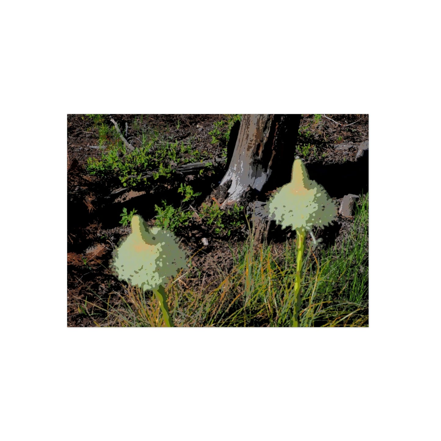 Aluminum Composite Panels ... Native Beargrass (Xerophyllum Spp.) June 2022: "Tells Us The Depth Of Next Winter's Snowpack By Its Spike's Heigth" ... Original Works ...